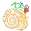 asso ACTED